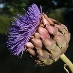 Le Rossignol - La Cipière Peyzac-le-Moustier