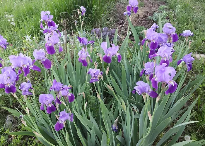 Le Rossignol - La Cipiere Vakantiehuis