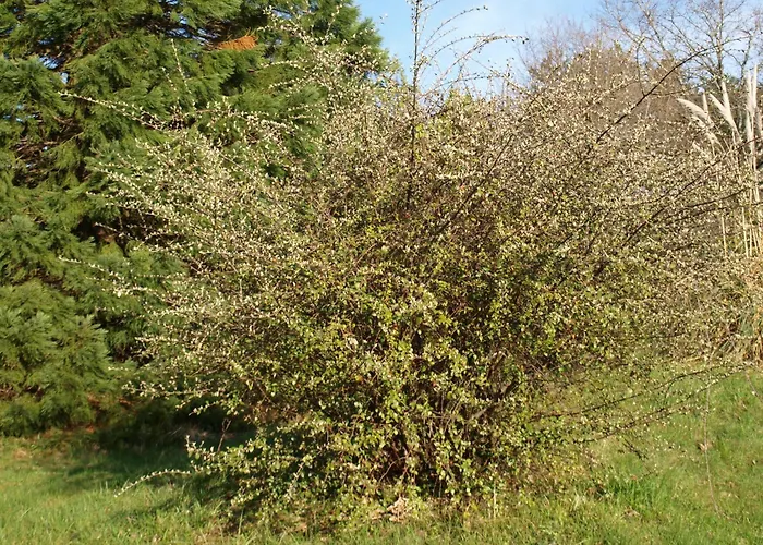 Le Rossignol - La Cipiere Vakantiehuis Peyzac-le-Moustier