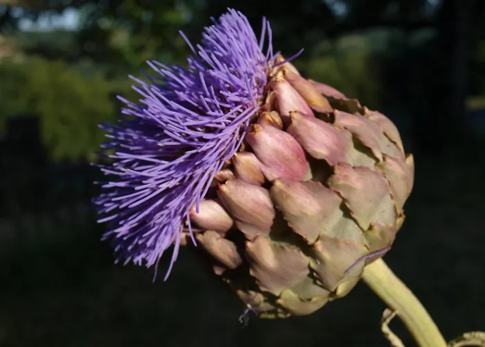 Le Rossignol - La Cipiere Peyzac-le-Moustier